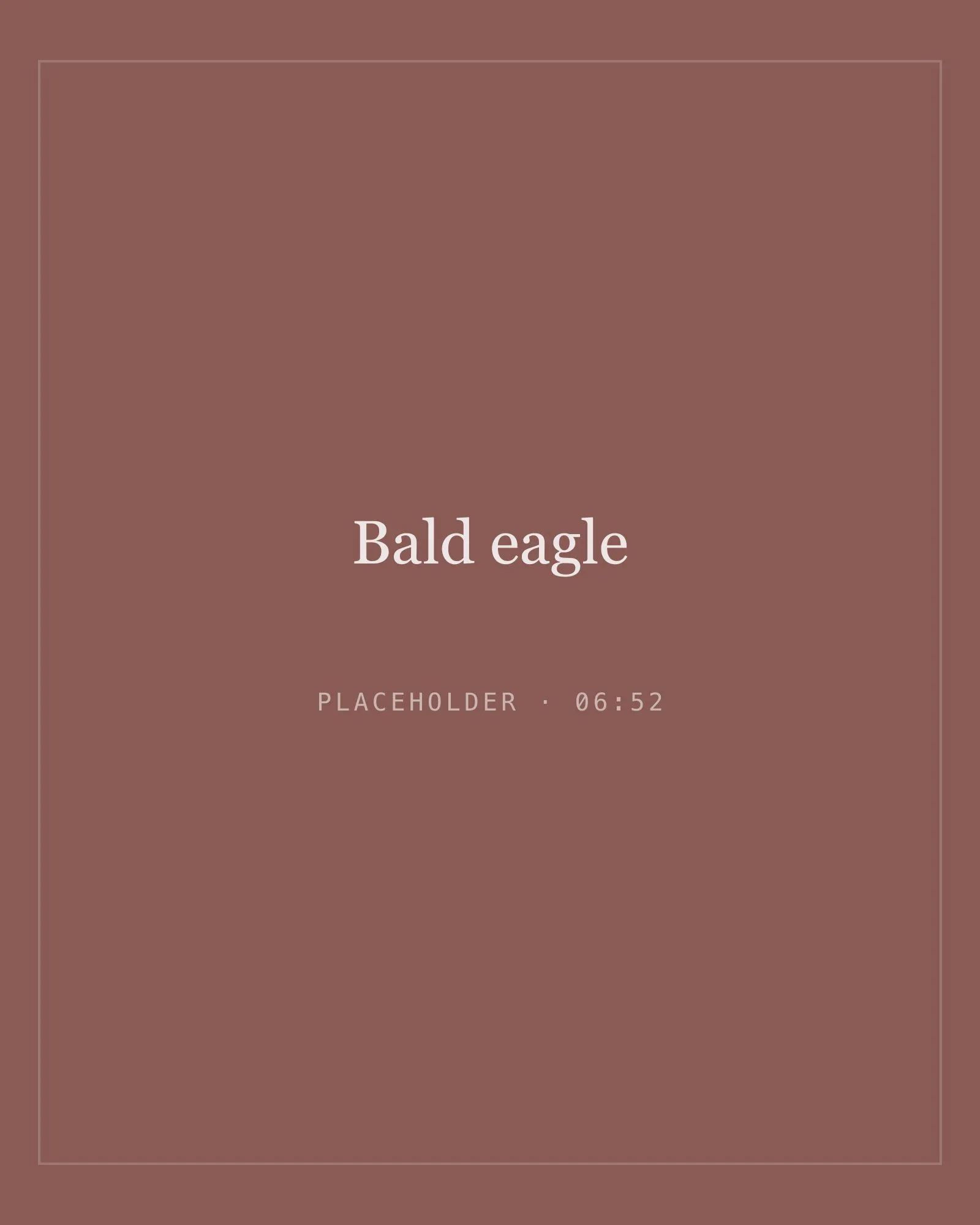 Placeholder image for bald eagle